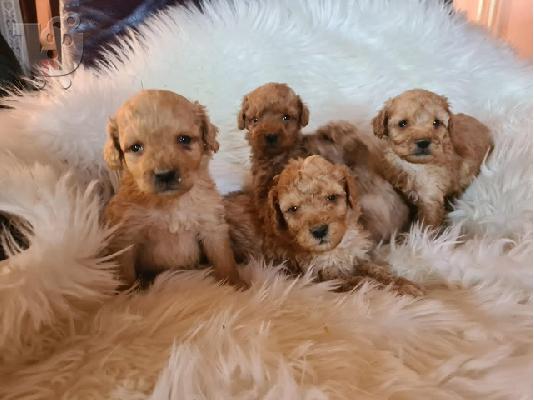 Κουτάβια Labradoodle